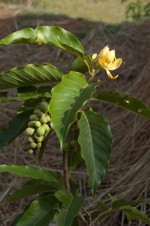 Shenbagam plant