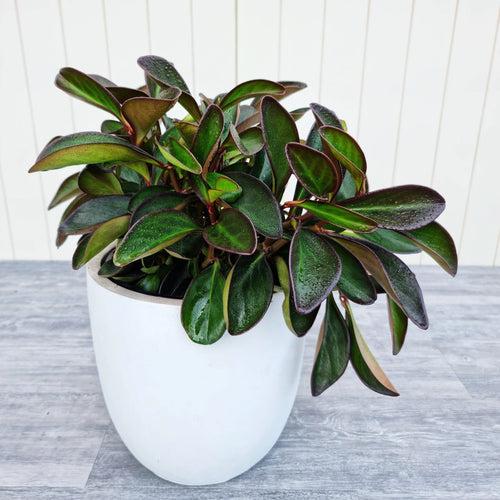 Peperomia obtusifolia 'Red Edge'