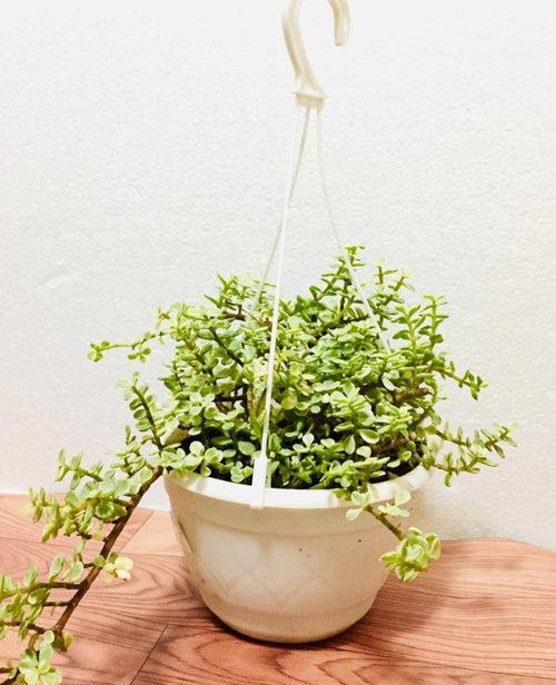 Jade mini hanging pot