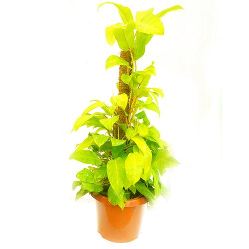 ceylon gold MOSS STICK PLANT