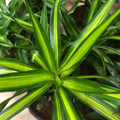 Dracena Darasing