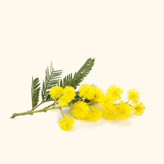 Mimosa Essential Oil