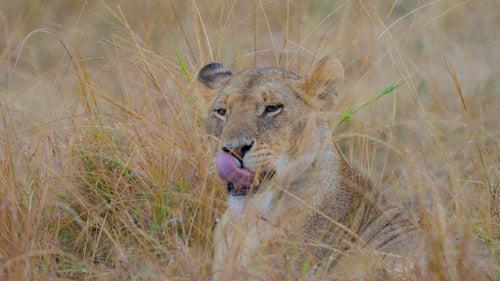 Lioness in Grass