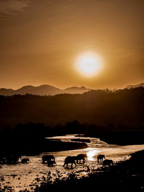 Elephants Sun and River