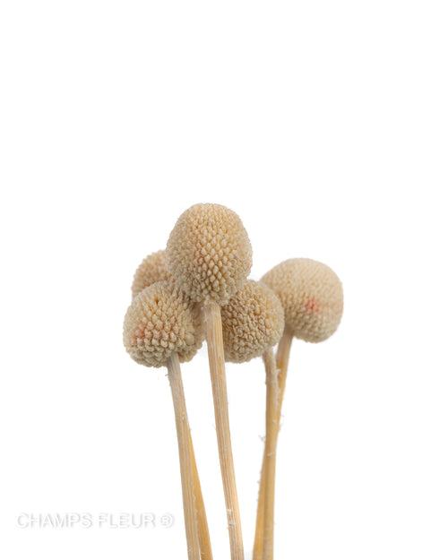 White Craspedia Stems