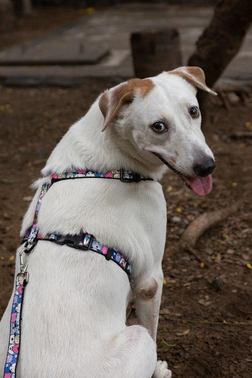 Dog H Harness/ Halter Dog Harness - Googly Eyes Blue