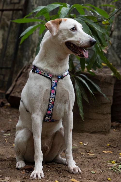 Dog H Harness/ Halter Dog Harness - Googly Eyes Blue