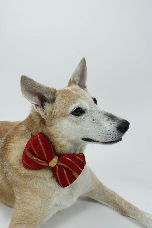 Dog Bowtie, Festive, Diwali & Wedding - Red