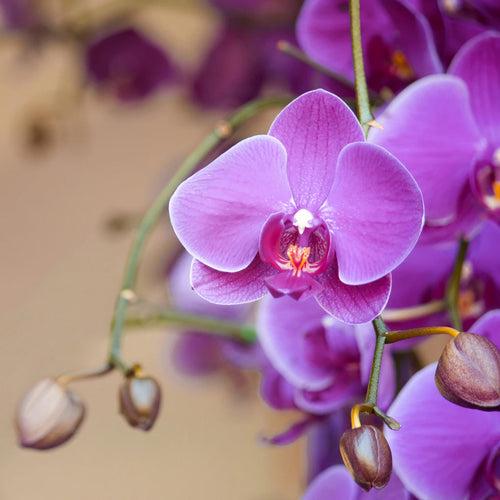 Bewitched Orchid Fragrance Oil (Premium)