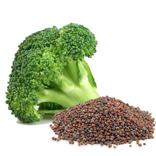 Broccoli Seed Oil