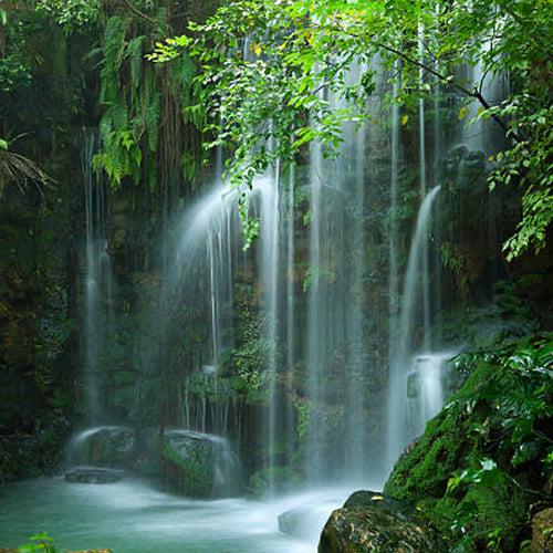 Jungle Waterfall Fragrance Oil (Premium)