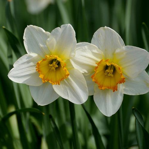Nargis (Narcissus) Absolute