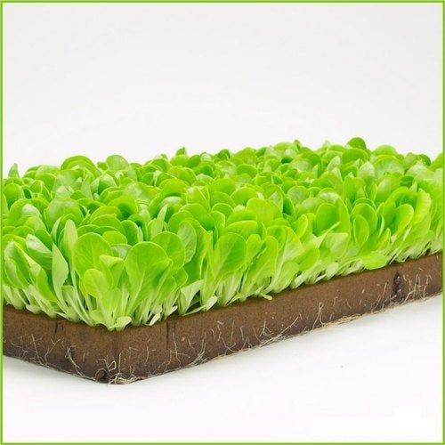 Grow Cube-234 Nos, Hydroponics Seed Growing Media-Hydroponics Cube Seedling Plug for Seed Starter, Cuttings, Cloning, Plant Propagation